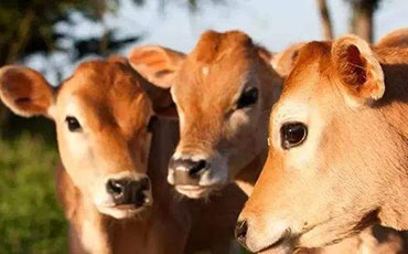 牛體重的計算方法你會嗎？