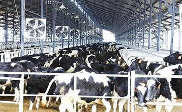 成功的初乳飼喂是保障犢牛健康的基石