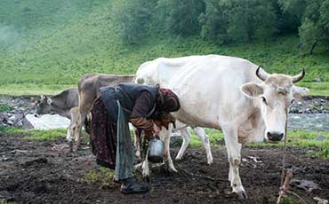 國外牧場奶牛熱應(yīng)激的管理策略