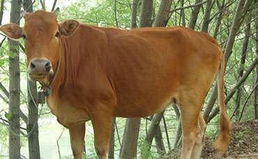 阜陽潁淮食品選擇新東制冷罐，破解豬血保鮮難題