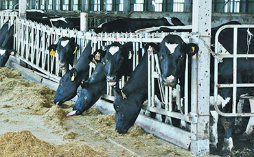 新東機械：為肯尼亞乳業賦能"牛奶制冷罐方案"