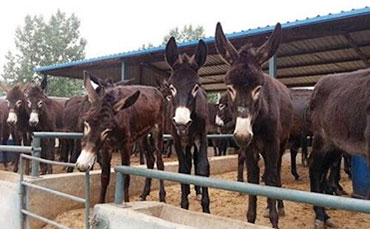 預防奶牛胎衣不下，促進子宮復原