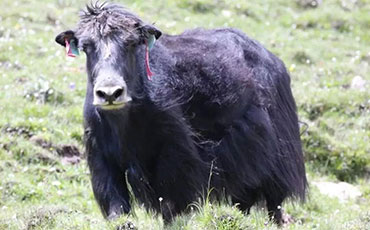 敕勒川上“轉型記”：新東牛奶制冷罐為草原鮮奶注入科技恒溫