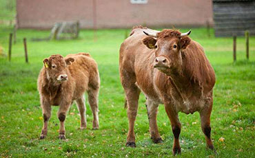 卓瑪拉措的高原牧場，新東牛奶制冷罐適應“高海拔挑戰”