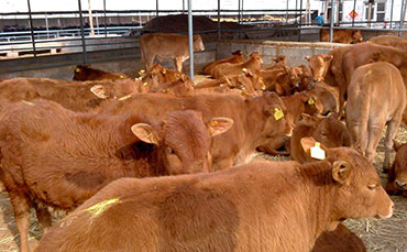 邢滿倉的生態牧場，搭上新東牛奶制冷罐“農機補貼快車”